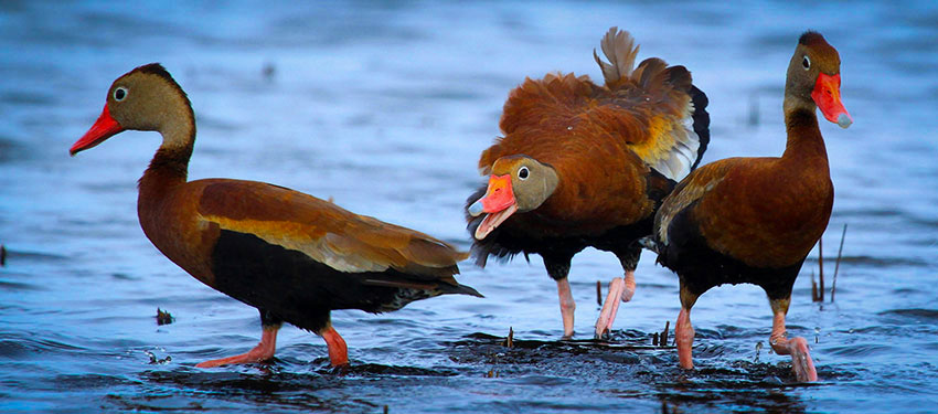 a man sets a duck free